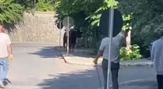 Ataşehir'de Kaçan Boğa, Çevredekileri Paniğe Sürükledi