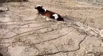 Kimyasal Beton Yığınına Saplanan Kurbanlık Düve Yaralandı