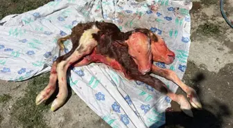 Bartın'da Çift Başlı Buzağı Ölü Doğdu