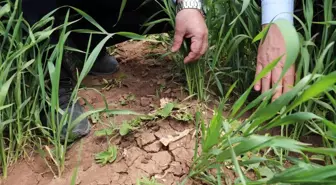 Sivas'ta Hububat Üretimi ve İklim Değişikliği Etkileri İncelendi