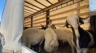 Kurbanlık Hayvan Sevklerine Sıkı Denetim
