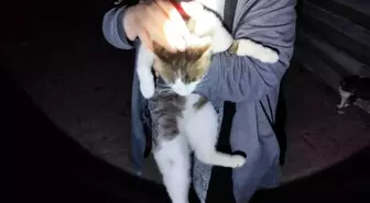 Erzincan'da İtfaiye Ekipleri Mahsur Kalan Kediyi Kurtardı