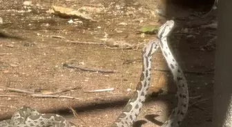 Finike'de Şeritli Engerek Yılanlarının Çiftleşme Dansı Görüntülendi