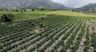 Sason Çileği Batman Ekonomisine 350 Milyon Lira Katkı Sağlıyor