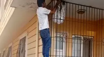 Arıcı Muhammet Rahmi Mikyas, Çıplak Elle Arı Oğulunu Topladı