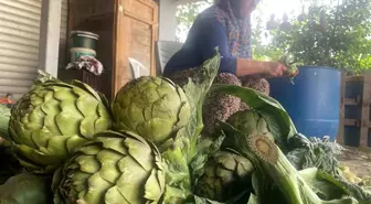 Bursa'da Enginar Hasatı ve Bıçakçı Yoğunluğu