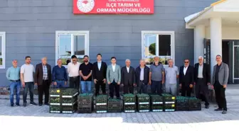 Bingöl'de Üreticilere 30 Bin Adet Sebze Fidesi Dağıtıldı