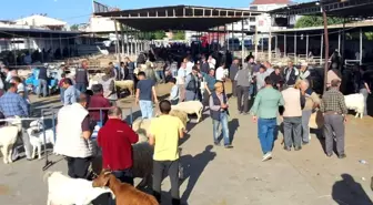 Havran'da Kurban Bayramı Öncesi Canlı Hayvan Pazarında Denetimler Sürüyor