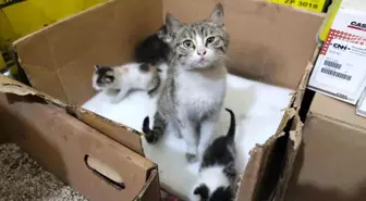 Traktör Tamircisi, Doğan Anne Kedi ve Yavrularına Sevgiyle Bakıyor
