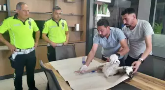 Polis Ekipleri Yaralı Leyleği Kurtardı