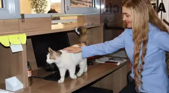 Amasya Adalet Sarayı’nın 9 Yıldır Maskotu: 'Adalet' Kedisi
