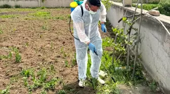 Aydıntepe'de Yabancı Ot Mücadelesi Başlatıldı