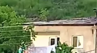 Gümüşhane'de Gündüz Ayı Görüntüleri Tedirginlik Yarattı
