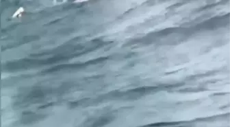 İstanbul Boğazı'nda Vapurdan Düşen Kız Kurtarıldı
