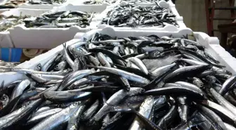 Karadeniz'de Balık Stokları Azalıyor: Kirlilik ve Aşırı Avlanma Etkili