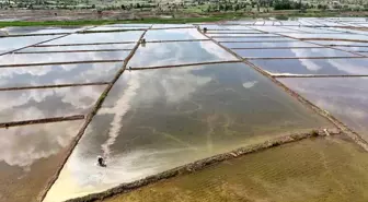 Çorum'da Dronla Çeltik Ekimine Başlandı