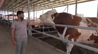 Reyhanlı'da Kurban Bayramı İçin 1 Ton 400 Kilo Boğa Satışa Sunuldu