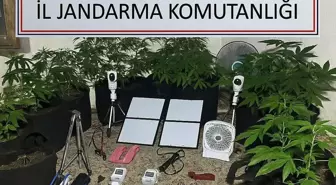 Üniversite Öğrencisi Hint Keneviri Yetiştirirken Yakalandı