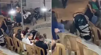 Şehre inen bir yaban domuzu düğüne daldı