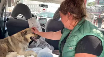 Zonguldak'ta Trafik Kazası Geçiren Sokak Köpeğine Sahiplenme Duygusal Hikayesi