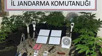 Üniversite Öğrencisi Metruk Binada Kenevir Yetiştirirken Yakalandı