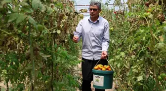 Adana'da Çiftçi İbrahim Erkek'ten Dikkat Çeken Yöntem: Aracıları Ortadan Kaldırdı