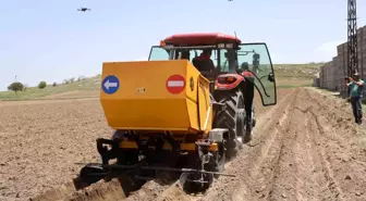 Nevşehir'de Patates Siğil Hastalığına Son Verildi: Güvenli Tohum Ekimi Başladı