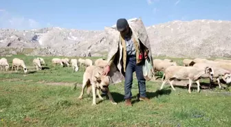 Yörükler Yaz İçin Yaylalara Göç Etti