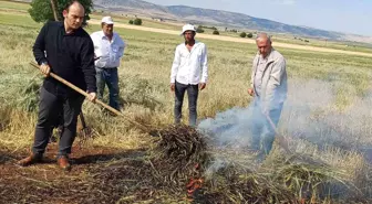Gaziantep'te Geleneksel Firik Sezonu Başladı
