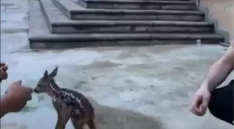 Yavru Karaca Emniyet Müdürlüğü'nde Bakıma Alındı