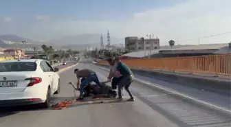 İskenderun'da Deve Kuşu Trafiği Tehdit Etti