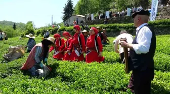 Giresun'da Çay Hasadı Renkli Görüntülerle Başladı