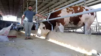 Hatay'da 420 Bin TL'lik Dev Tosun Alıcı Bekliyor