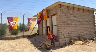 Diyarbakırlı İş İnsanı, Galatasaray'ın Şampiyonluğunu Aslanlarıyla Kutladı