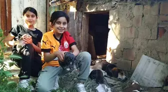 Osmancık'ta Kardeşler Sokak Köpeğini Sahiplendi