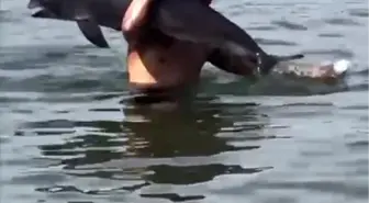 Mudanya'da Ölmüş Yunus Balığını Sırtında Taşıdı