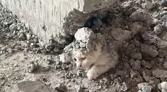 Şanlıurfa'da İnşaatta Beton Altında Kalan Yavru Kedi Kurtarıldı