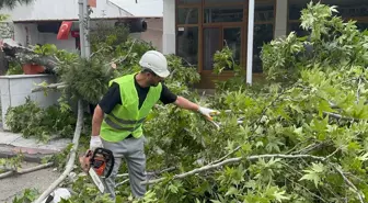Turgutlu'da Şiddetli Rüzgar Ağaçları Devrildi