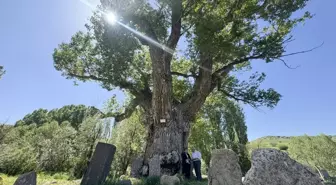 Türk boylarının mezarları 750 yıllık anıt ağacın gölgesinde zamana direniyor