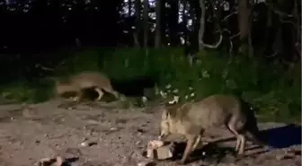 Bursa'da Duyarlı Vatandaş, Tilkileri Besledi