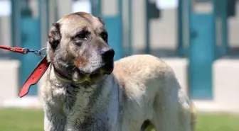 Kangal ve Akbaş Yavruları 17 Bin 400 Liradan Satışta