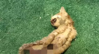 Zonguldak'ta Kedilere Yapılan İşkence Şok Etti