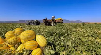 Kırkağaç Kavunu Hasadı Başladı