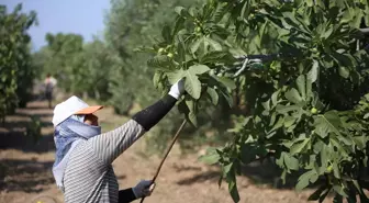 Aydın İncirinde Hasat Sezonu Başladı: Rekolte Düşmesine Rağmen Kalite Umut Veriyor