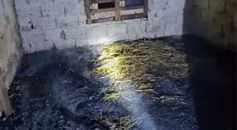 Adana'da Ahırda Yangın: 7 Küçükbaş Telef Oldu