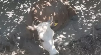 Çamura Saplanan İnek İtfaiye Ekipleri Tarafından Kurtarıldı