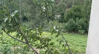 Adana Feke'de Erik Ağaçları Erken Çiçek Açtı