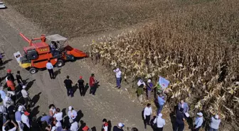 Adana'da Yeni Mısır Çeşidi 'Kale' Tanıtıldı