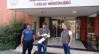 Yüreğir'de Yaralı Leylek Tedavi Altına Alındı