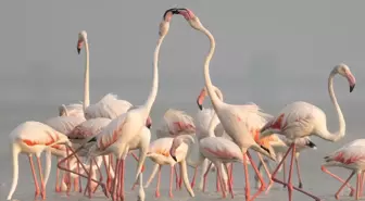 Akyatan Lagünü, Flamingolarla Renkleniyor